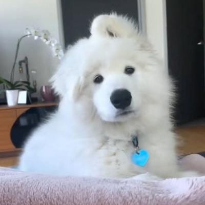 علی امین گنداپور avatar